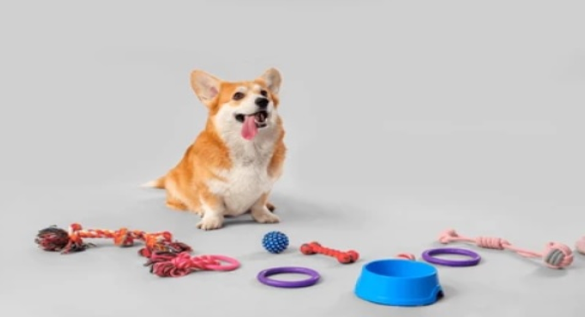 Accessoires pour Animaux d'Occasion : Guide d'Achat 2025